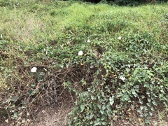 Calystegia macrostegia macrostegia