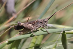 Chimarocephala pacifica