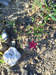 Trifolium depauperatum