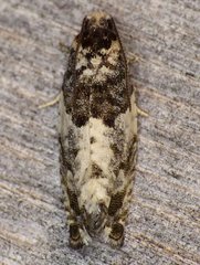 Gypsonoma adjuncta