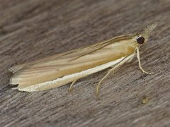 Pima albiplagiatella