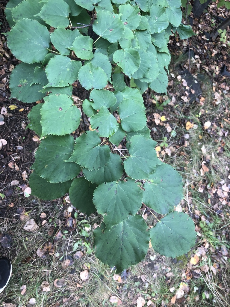 Smallleaved Lime from Phillips St, Thunder Bay, ON, CA on October 13