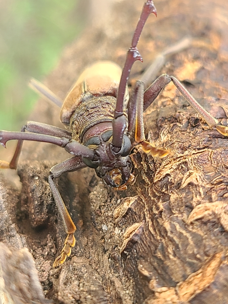 Juiaparus mexicanus