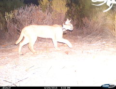 Caracal caracal caracal