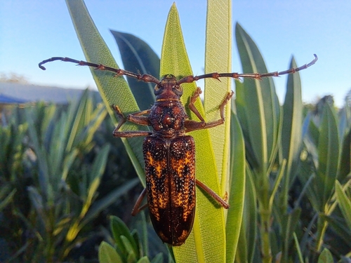 Phoracantha solida