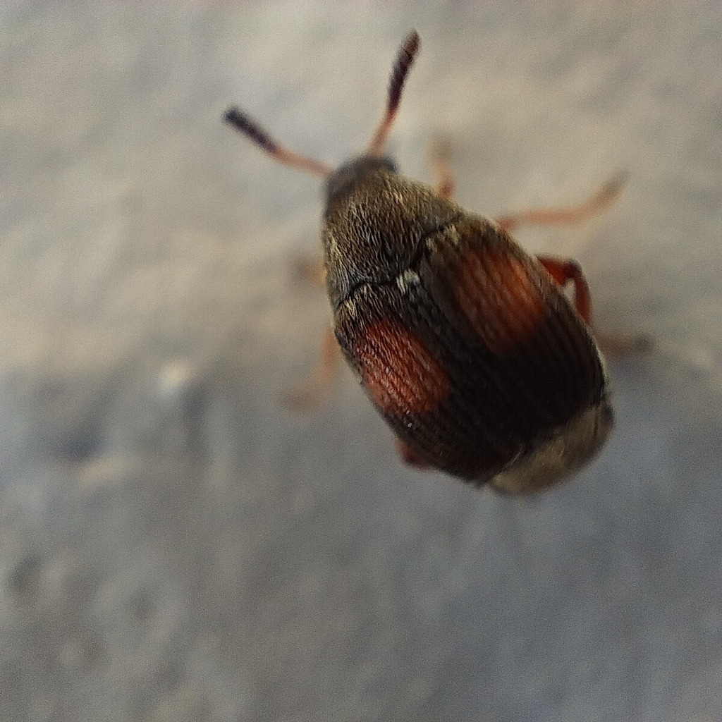 Sennius rufomaculatus
