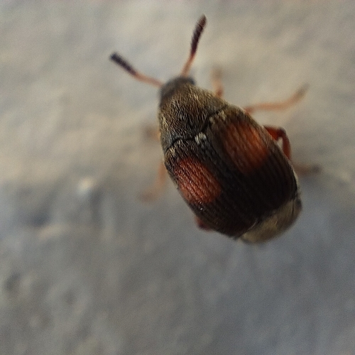 Sennius rufomaculatus