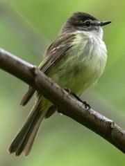 Jamaican Elaenia photo 1