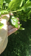 Quercus × ganderi