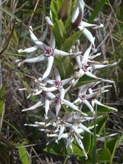 Oxypetalum