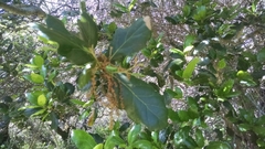 Quercus × ganderi