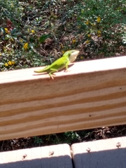 Anolis carolinensis