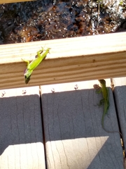 Anolis carolinensis