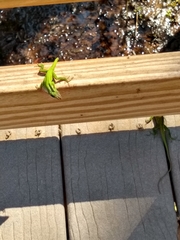 Anolis carolinensis