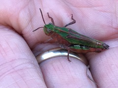 Chimarocephala pacifica