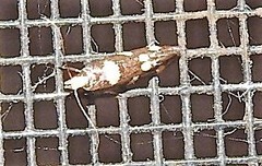 Limnaecia tetraplanetis