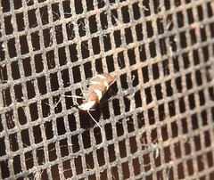 Limnaecia tetraplanetis