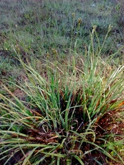 Carex gynodynama
