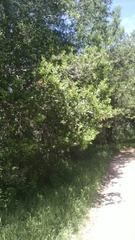 Quercus × ganderi
