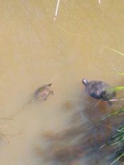 Trachemys scripta