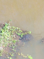 Trachemys scripta