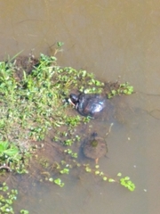 Trachemys scripta
