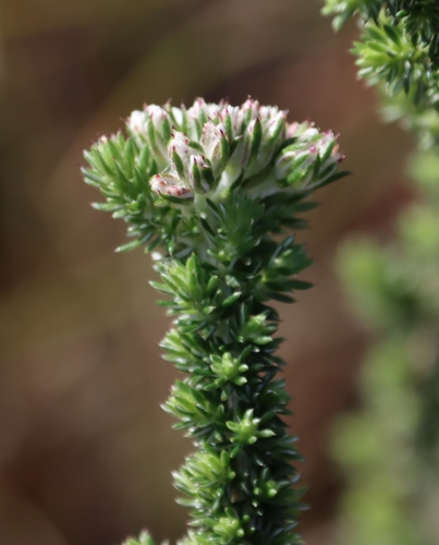 Image of Shortleaf Blombush (Metalasia brevifolia) by (c) Tony Rebelo, some rights reserved (CC BY-SA)