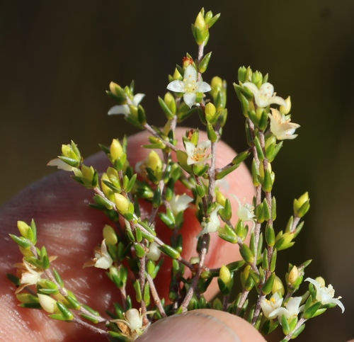 Image of Lachnaea axillaris by (c) Tony Rebelo, some rights reserved (CC BY-SA)