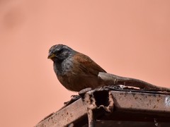 Emberiza sahari