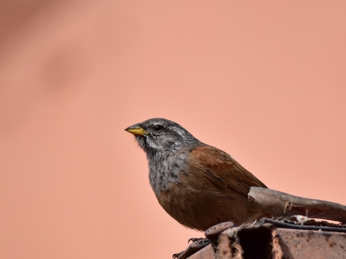 Escribano sahariano (Emberiza sahari)