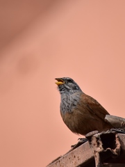 Emberiza sahari
