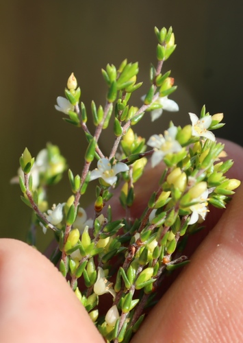 Image of Lachnaea axillaris by (c) Tony Rebelo, some rights reserved (CC BY-SA)
