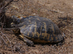 Testudo graeca
