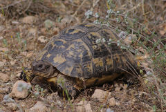 Testudo graeca