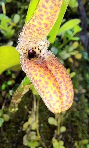 Restrepiella ophiocephala