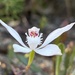 Caladenia dimorpha - Photo (c) mhocking, algunos derechos reservados (CC BY-NC)