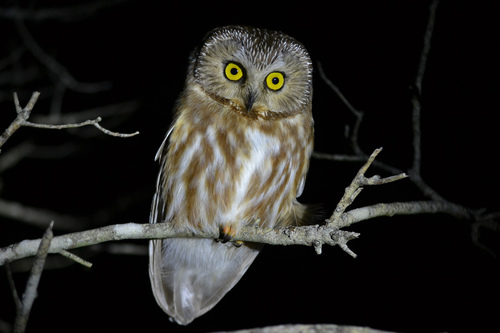 Northern Saw-whet Owl photographed in Massachusetts