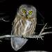Northern Saw-whet Owl - Photo (c) Nick Tepper, some rights reserved (CC BY-NC), uploaded by Nick Tepper