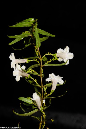 Grandidier's Sewervine