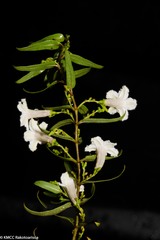 Paederia axilliflora