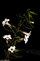 Paederia axilliflora