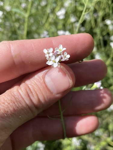 Image of Mostacillastrum subauriculatum by (c) Martin Purdy, some rights reserved (CC BY)