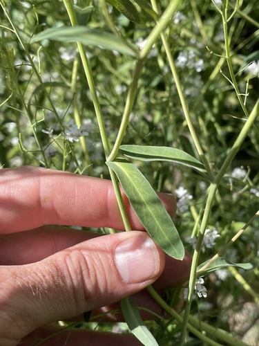 Image of Mostacillastrum subauriculatum by (c) Martin Purdy, some rights reserved (CC BY)