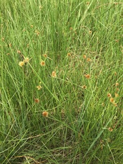 Cyperus erectus