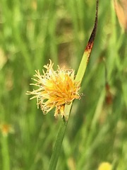 Cyperus erectus