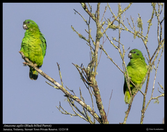 Black-Billed Amazon photo 3