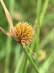 Cyperus erectus