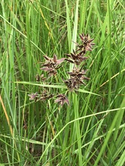 Cyperus nitidus