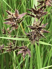 Cyperus nitidus