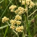 Helichrysum mundtii - Photo (c) David Hoare,  זכויות יוצרים חלקיות (CC BY-NC), הועלה על ידי David Hoare